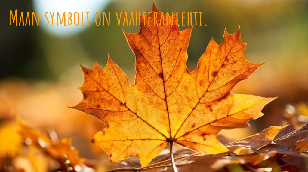 Maan symboli on vaahteranlehti.