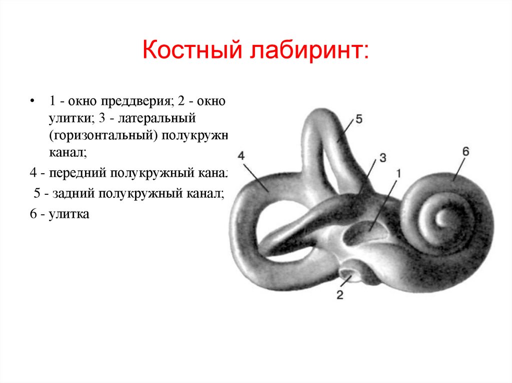 Три полукружных канала в ухе. Внутреннее ухо костный Лабиринт. Костный Лабиринт анатомия. Строение улитки внутреннего уха анатомия. Строение уха полукружные каналы.