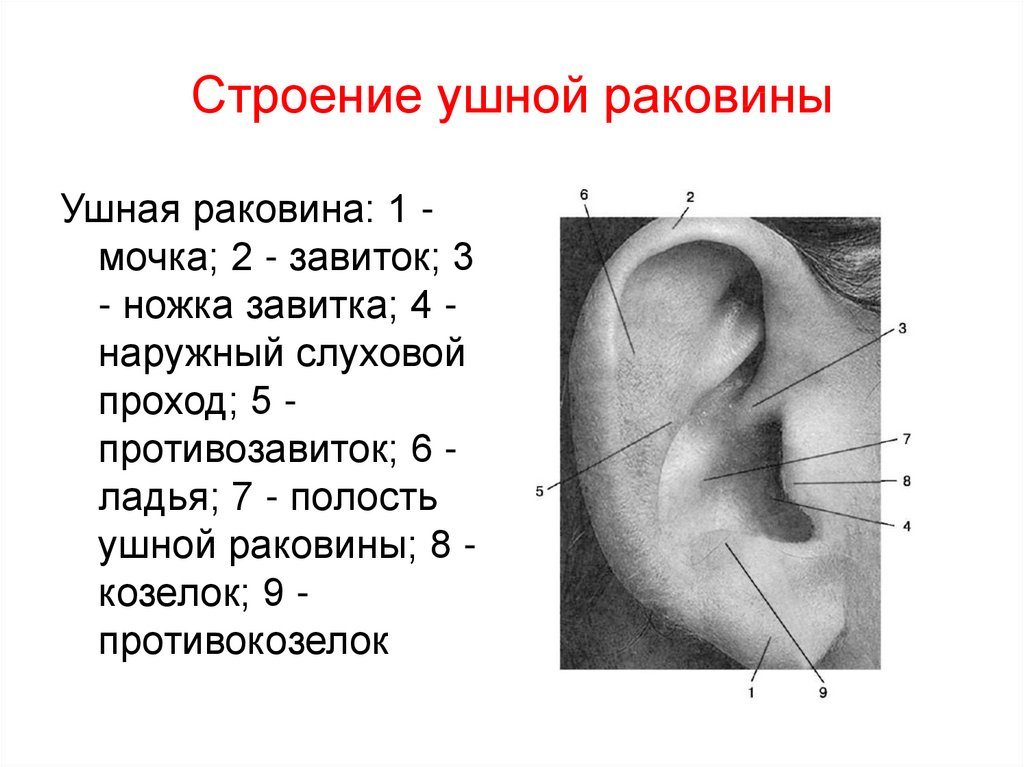 Внешняя ушная раковина. Строение уха мочка хрящ. Мочка ушной раковины анатомия. Противокозелок ушной раковины. Ушная раковина анатомия строение уха.