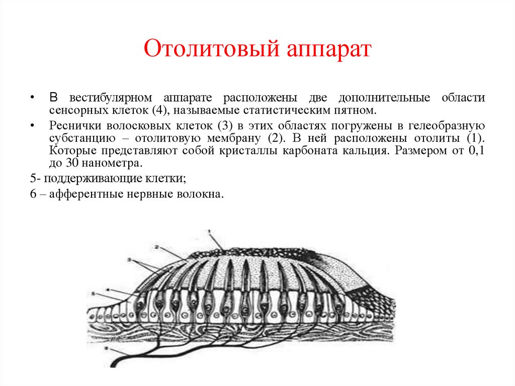 Отолиты в вестибулярном аппарате фото