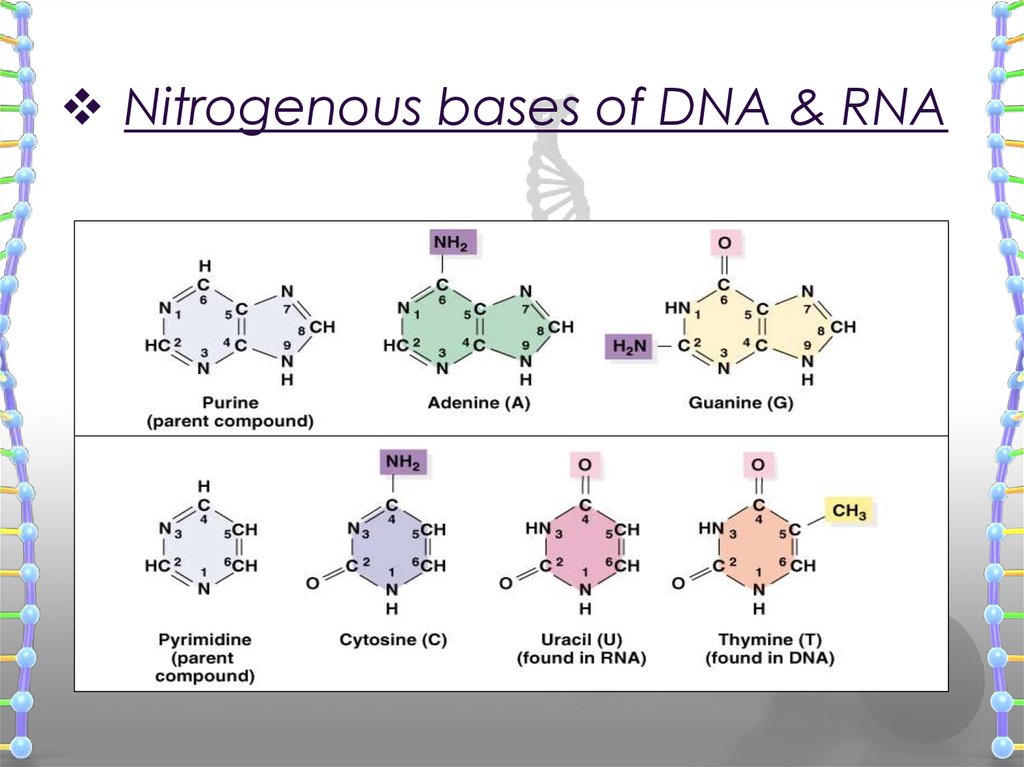 Nitrogenous bases of DNA & RNA