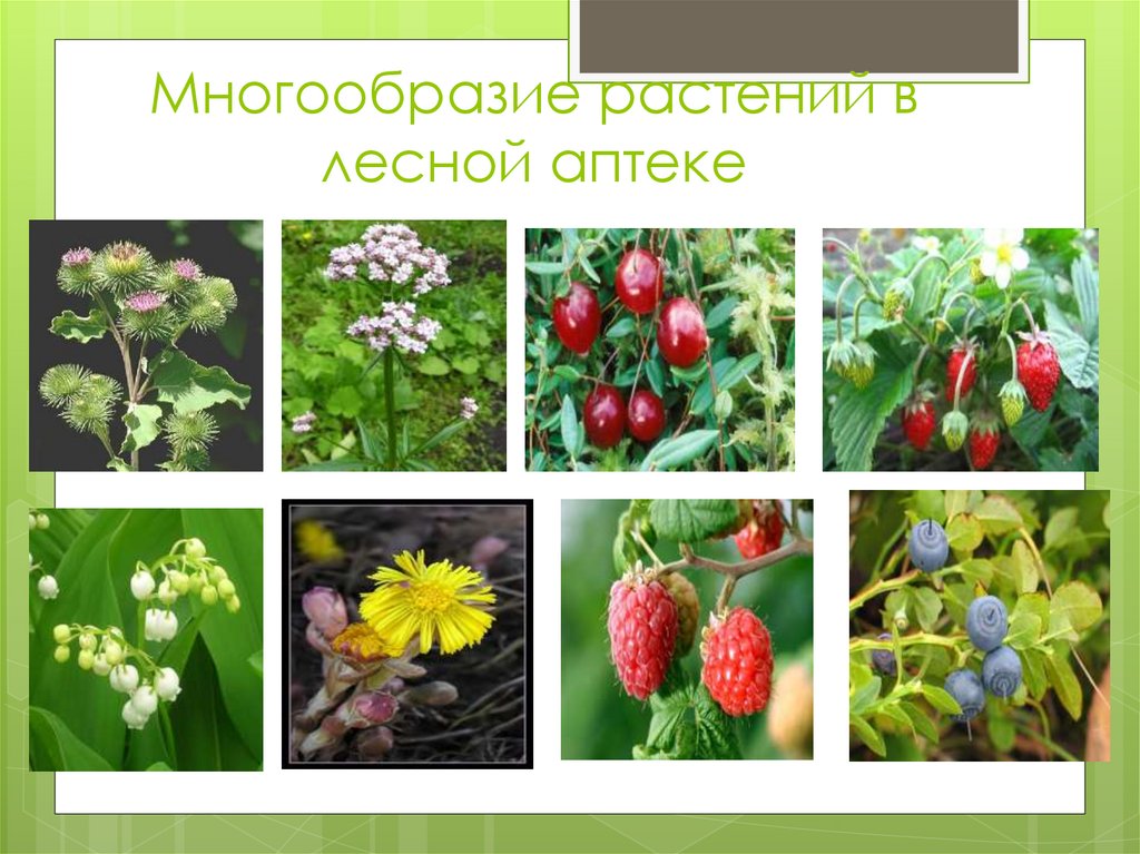 Разнообразие растений. Многообразные растения. Лесная аптека. Лесная аптека растения. Лес аптека для человека.