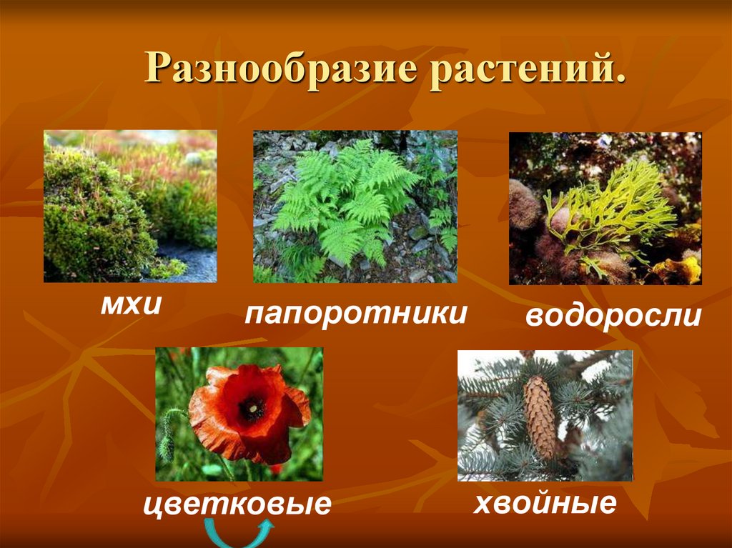 Как сохранить разнообразие растений. Разнообразие растений. Разнообразные растения. Разнообразие растений для детей. Растение и их разнообразие.