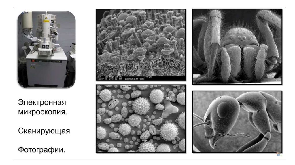 Электронная микроскопия. Расстрова я элекронная миксрокоапя изображения. Сканирующий электронный микроскоп изображение. Электронная микроскопия увеличение. Sem микроскопия.