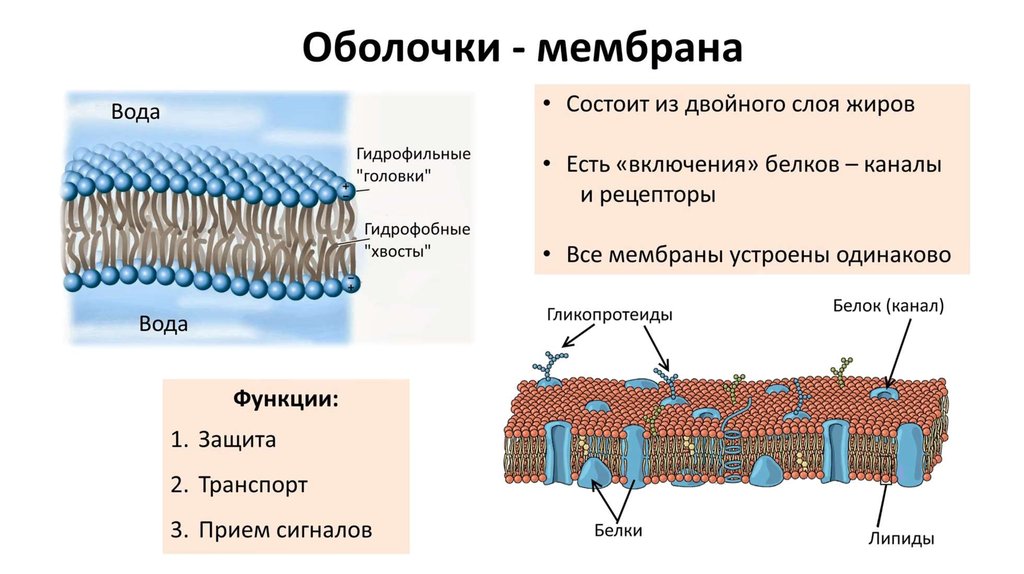 Состоит из 2 слоев. Мембрана состоит из. Мембраны состоят из двойного слоя. Клеточная мембрана состоит из двойного слоя. Как устроены мембраны клетки.