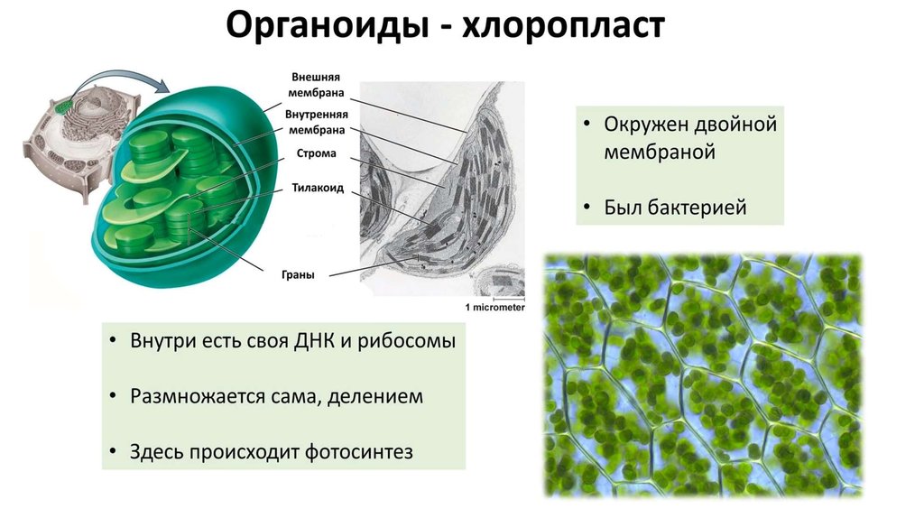 В любой клетке имеется. Органоид хлоропласт строение. У хлоропласта есть мембрана. Органоиды клетки хлоропласты. Строение клетки хлоропласты.