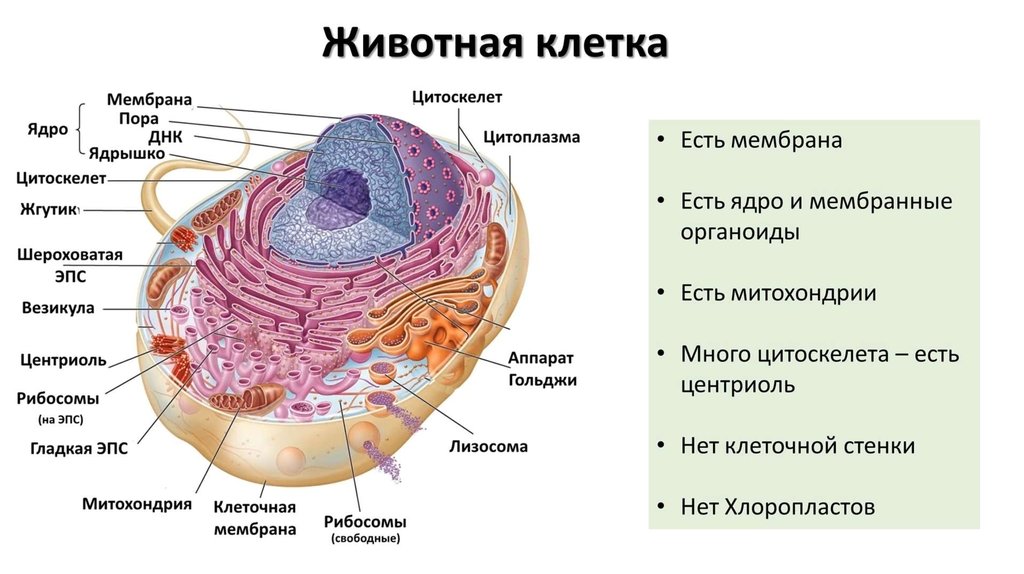 Анатомия огэ презентация