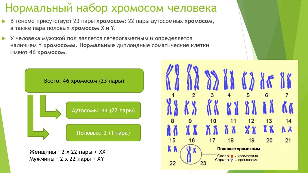 Сколько хромосом содержит зрелый эритроцит