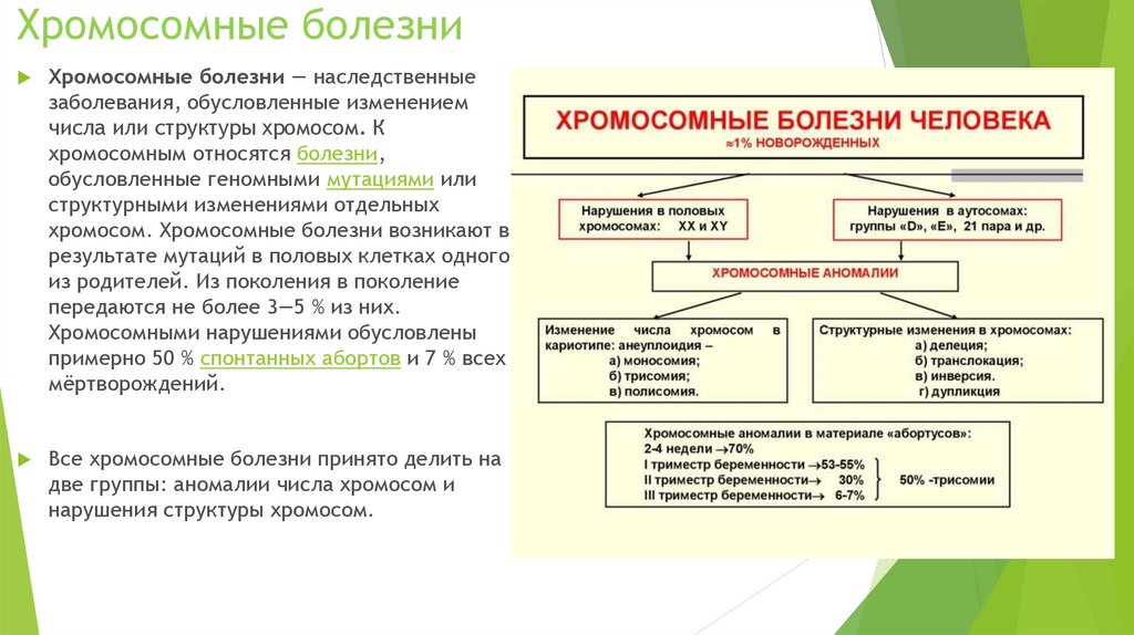 Методы выявления возможных хромосомных аномалий у плода