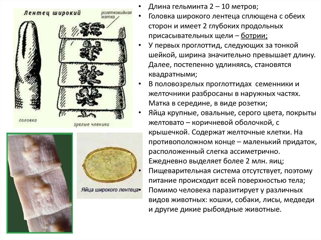 Питание широкого лентеца. Широкий лентец (Diphyllobothrium latum). Лентец широкий сколекс строение. Широкий лентец размер и форма. Сколекс широкого лентеца строение.