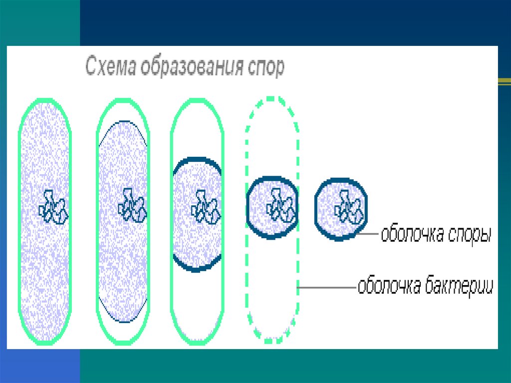 Образование спор у бактерий это. Спорообразование бактериальной клетки. Споры и спорообразование у бактерий. Схема образования спор у бактерий. Строение споры бактерий.