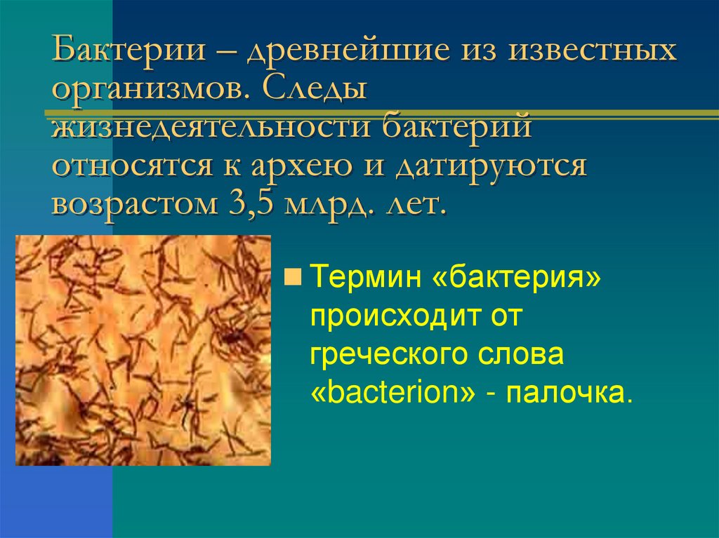 Известные организма. Бактерии термин. Термины бактерии 5 класс. Бактерии понятие. Жизнедеятельность бактерий.