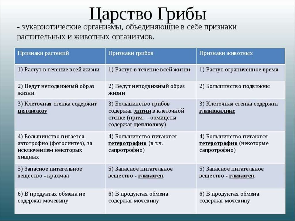 Характеристика царства грибов 5 класс биология презентация