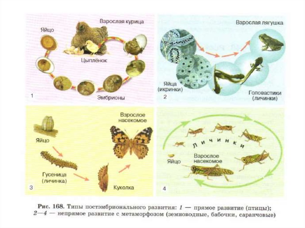 Тест размножение и развитие организмов 10 класс