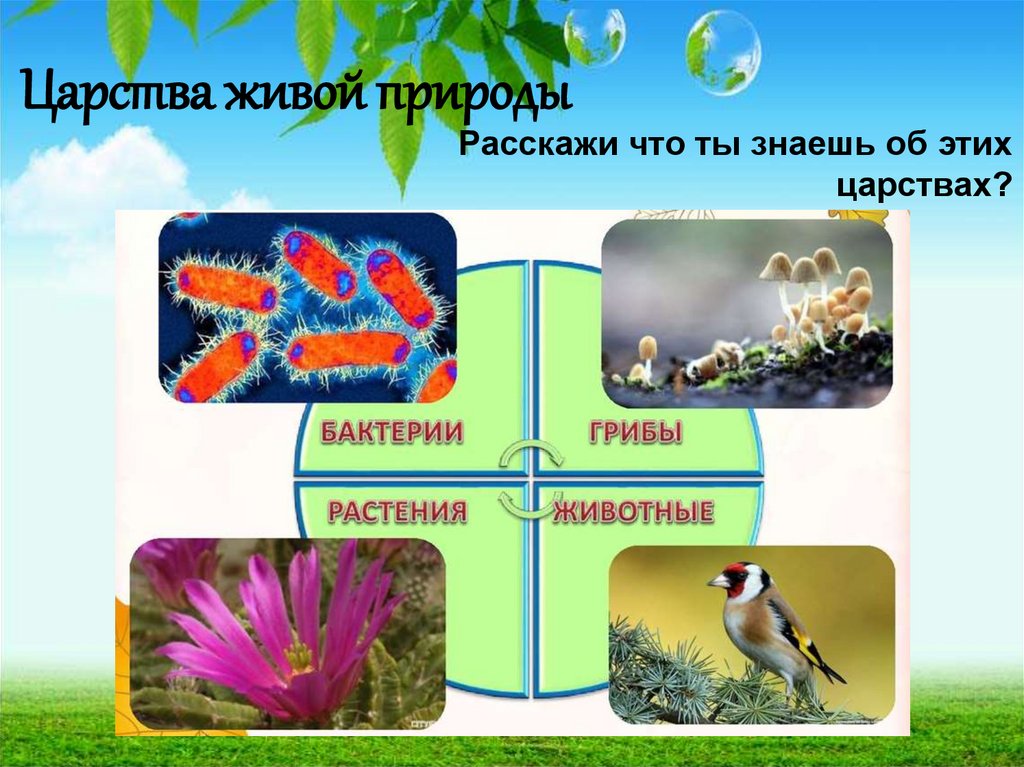 Природа и человек 2 класс школа 21 века презентация