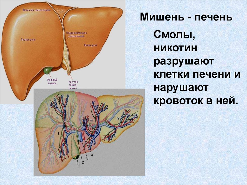 Влияние на печень. Сигареты влияют на печень. Влияние табакокурения на печень. Табакокурение влияет на печень.