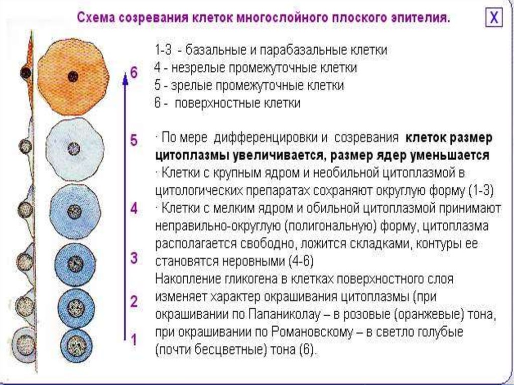 Эпителий скоплениями в мазке. Клетки поверхностного эпителия. Клетки промежуточного эпителия. Парабазальные клетки плоского эпителия. Промежуточные клетки плоского эпителия.