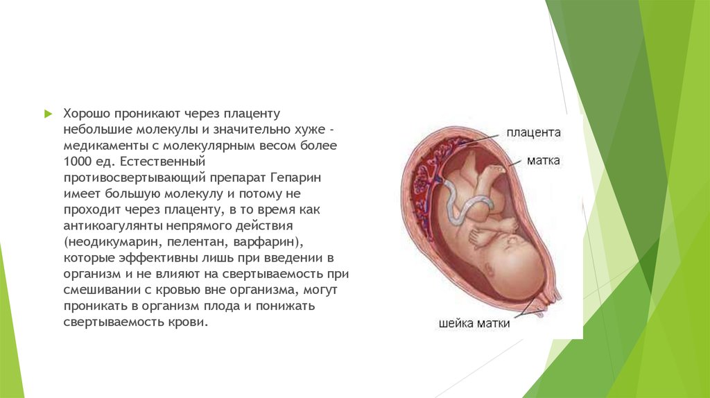 Беременность презентация 8 класс