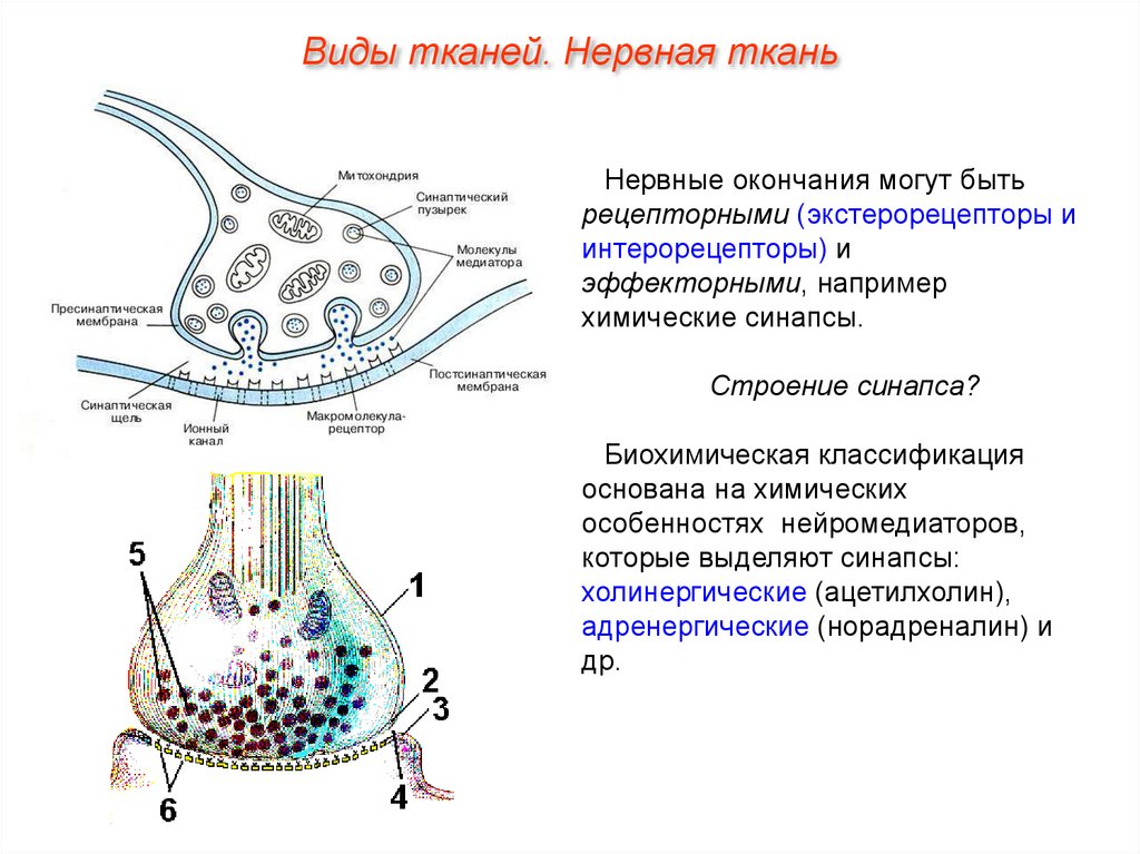 Препарат синапс. Строение химического синапса гистология. Схема строения синапса гистология. Классификация синапсов схема. Химический синапс строение и функции.