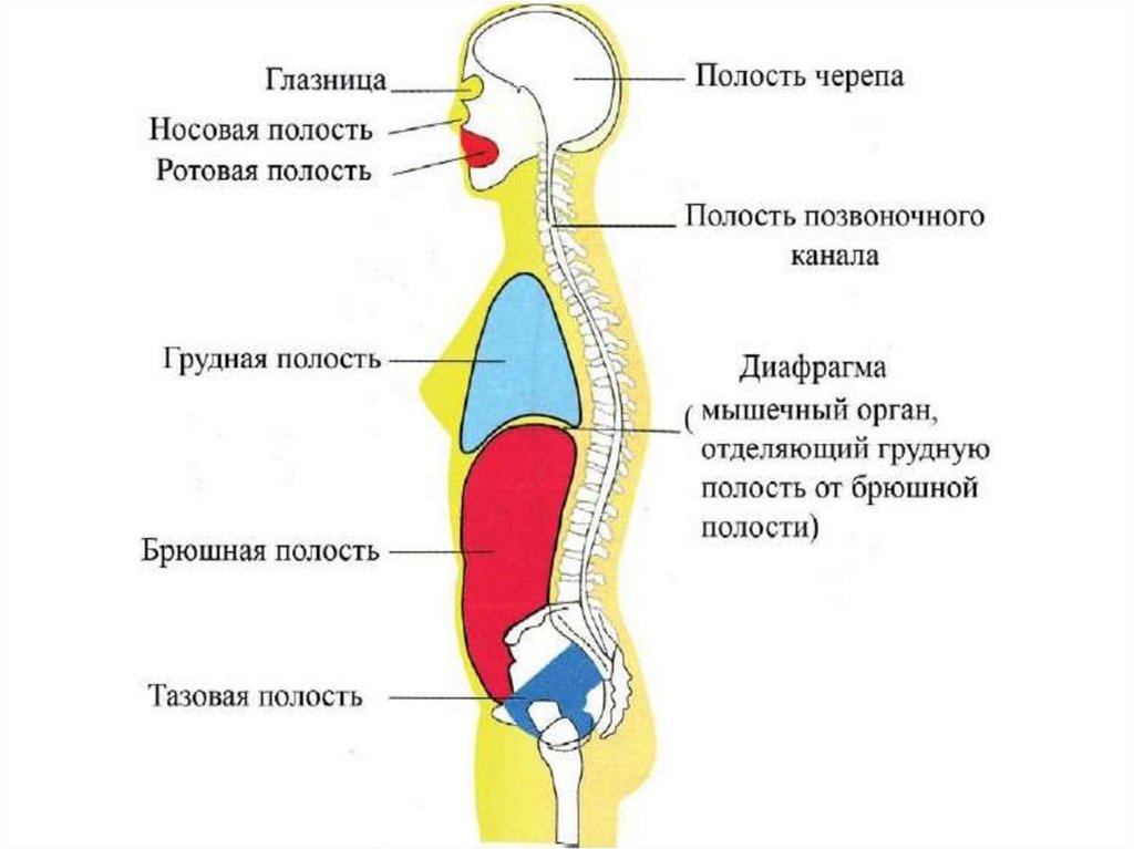 Полость закрывать. Части тела человека полости тела человека. Брюшная и грудная полости тела человека. Полости тела человека 8 класс биология. Полости тела человека в которых расположены органы.