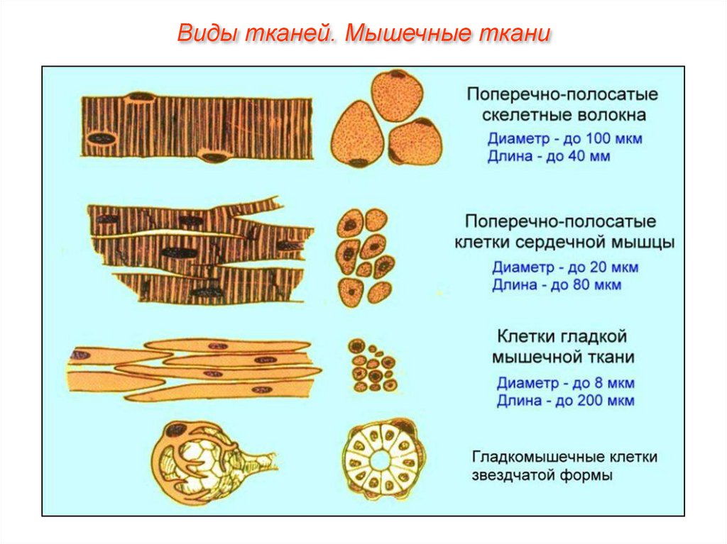 3 мышечная ткань. Три вида мышечной ткани. Три типа мышечной ткани. Виды тканей мышц. Виды мышечной ткани человека.