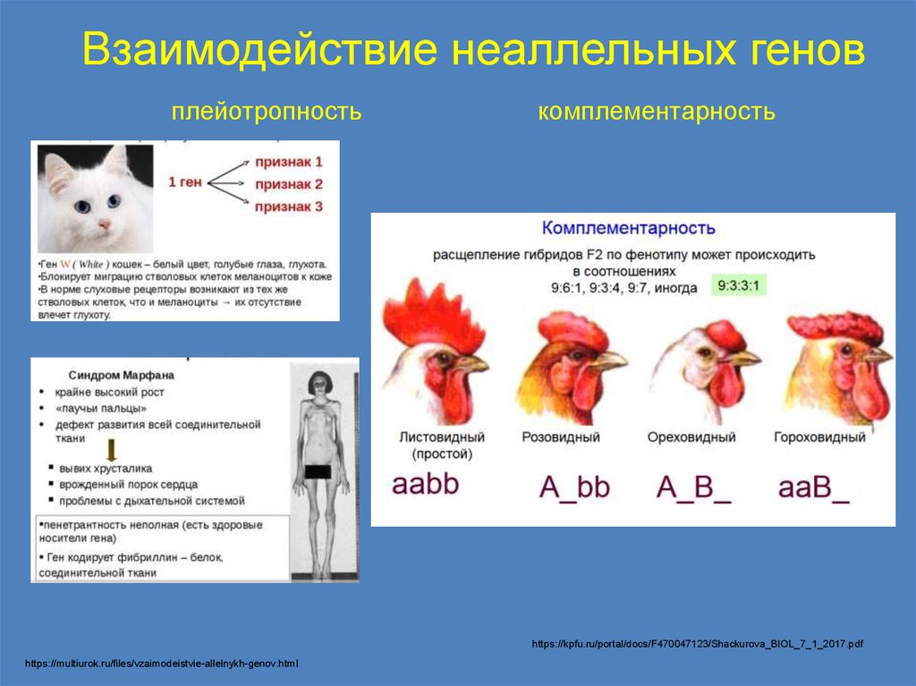 Взаимодействие неаллельных генов. Плейотропия Тип взаимодействия генов. Плейотропное взаимодействие неаллельных генов. Взаимодействие неаллельных генов комплементарность. Плейотропное действие генов примеры.