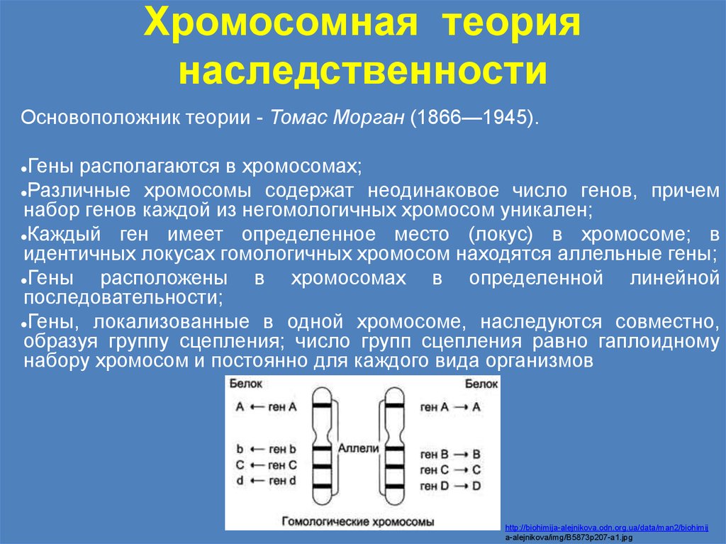 Количество групп сцепления равно. Гены в разных хромосомах. Гены находятся в хромосомах. Гены признаков находятся в разных хромосомах. Гены в хромосомах располагаются.