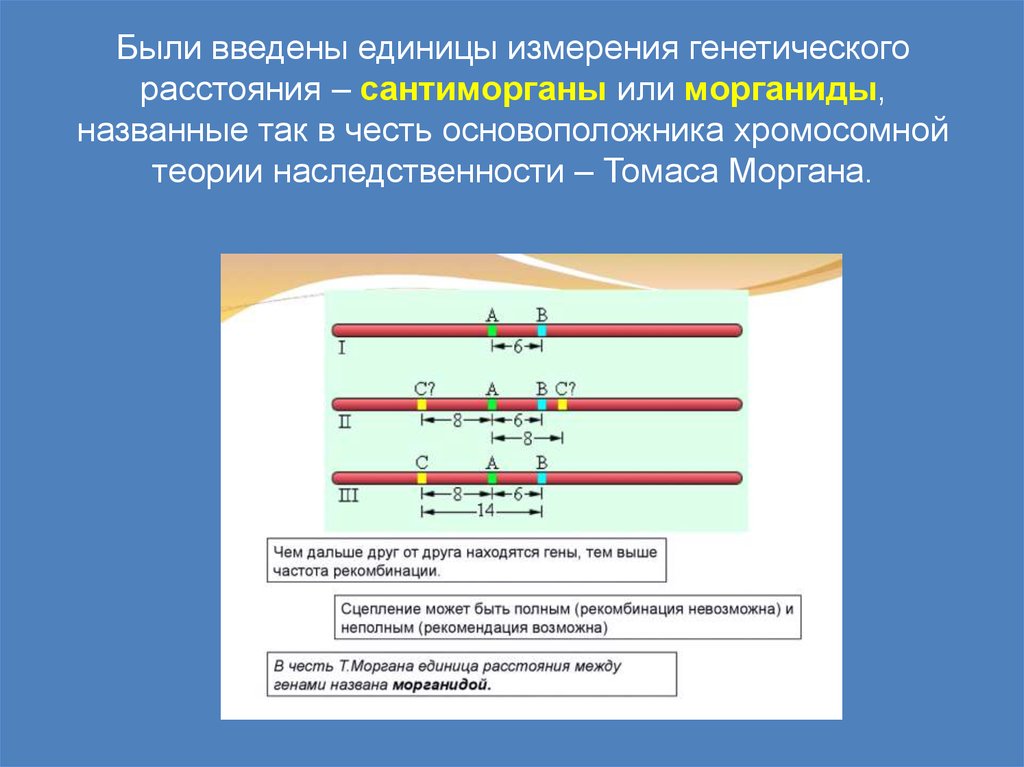 Расстояние между генами. Морганиды это в генетике. Единица расстояния между генами в хромосоме. Расстояние между генами в хромосоме. Единица измерения генетического расстояния.