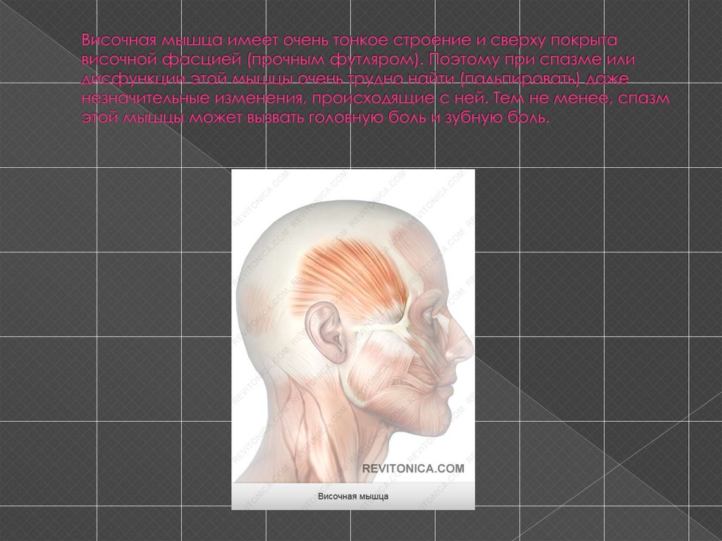 Жевательная мышца лица фото