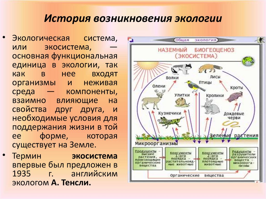 Экологическая система это