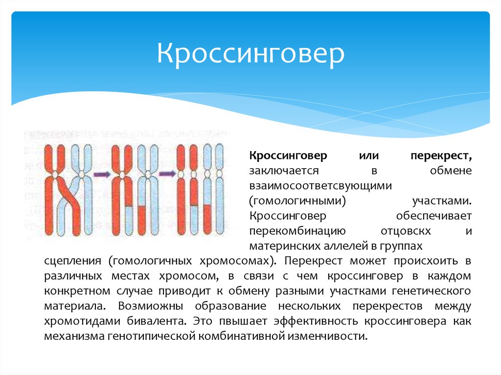 Локусы аллельных генов. Схема кроссинговера биология. Охарактеризуйте понятия кроссинговер. Конъюгация, кроссинговер гомологичных хромосом в мейозе. Репликация конъюгация кроссинговер.