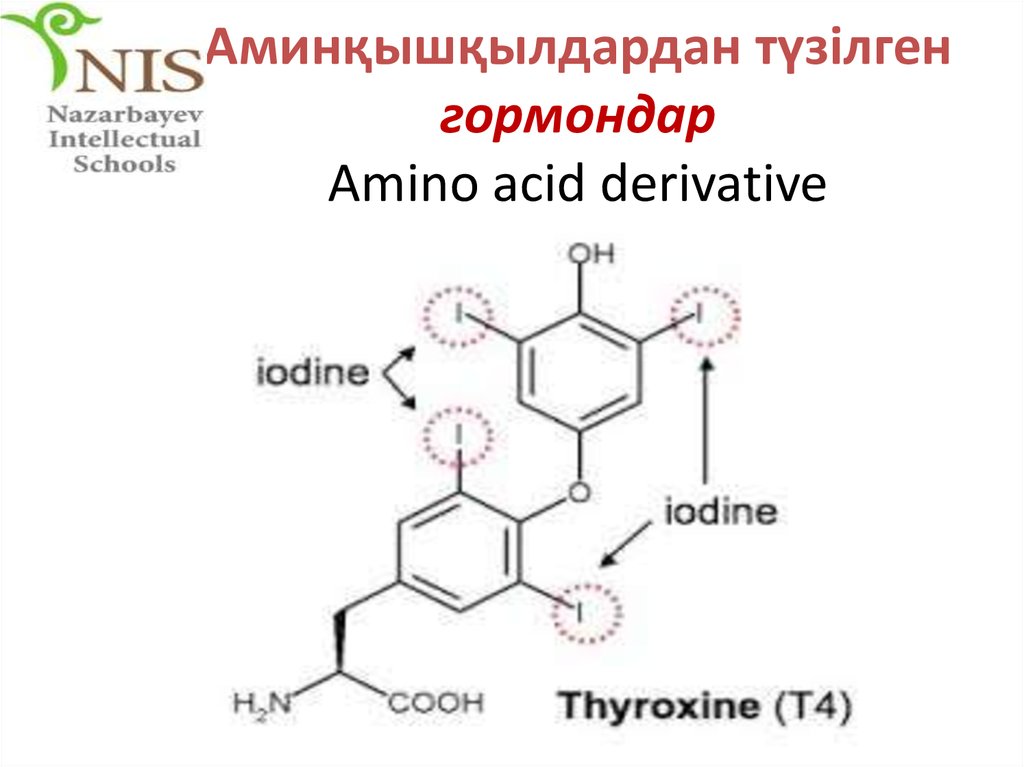 Аминқышқылдардан түзілген гормондар Amino acid derivative
