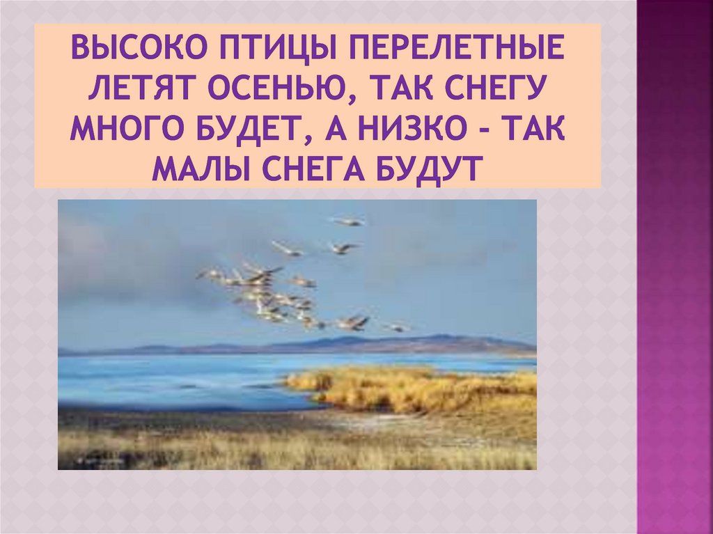 Слова песни улетали птицы. Стих летят перелетные птицы. Летят перелётные птицы текст. Летят перелетные птицы слова. Летят перелётные птицы (по мотивам сказки м. Гаршина)..