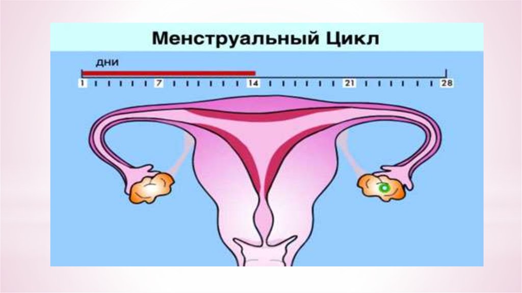 Второй цикл менструационного цикла