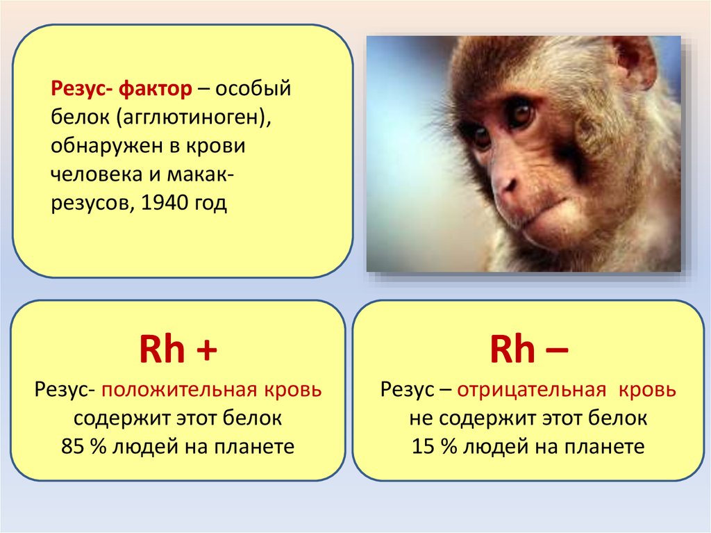 Резус фактор презентация