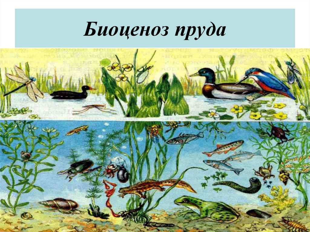 Биосфера птицы. Экосистема лесного озера. Биоценоз пресноводного пруда. Биоценоз пруда ярусность. Экосистема пруд биоценоз.