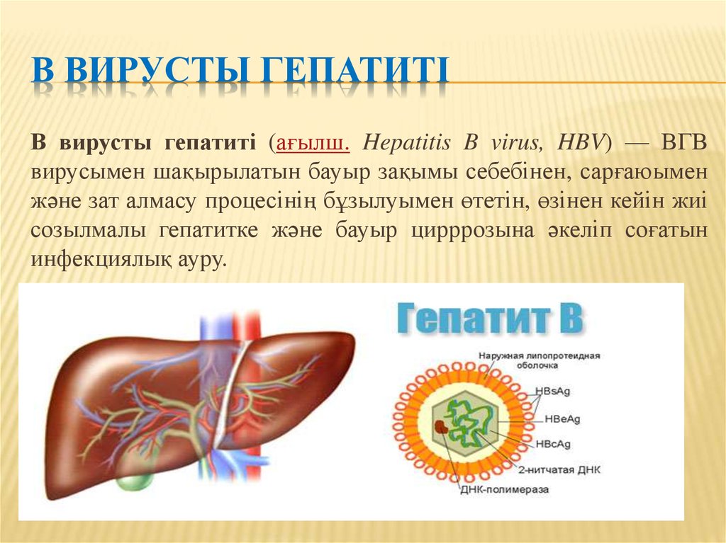 Гепатит пермь