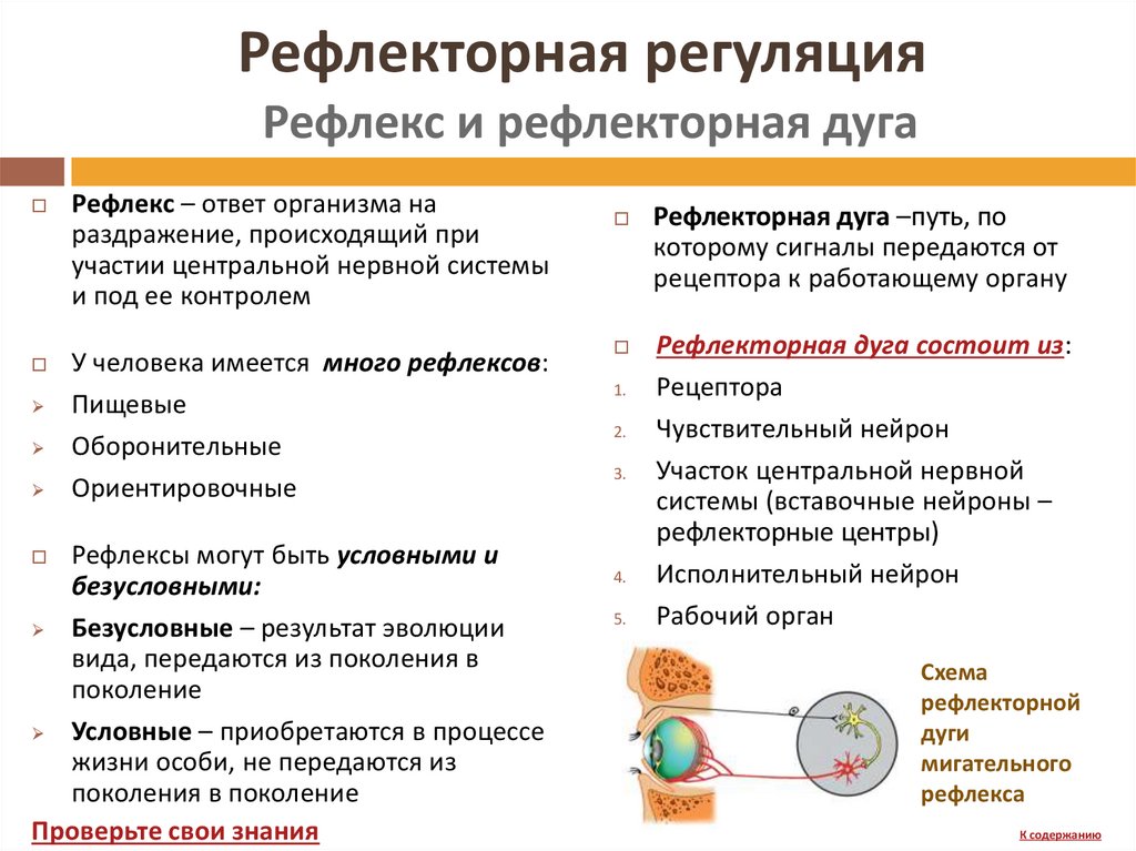 Рефлекторная регуляция функций