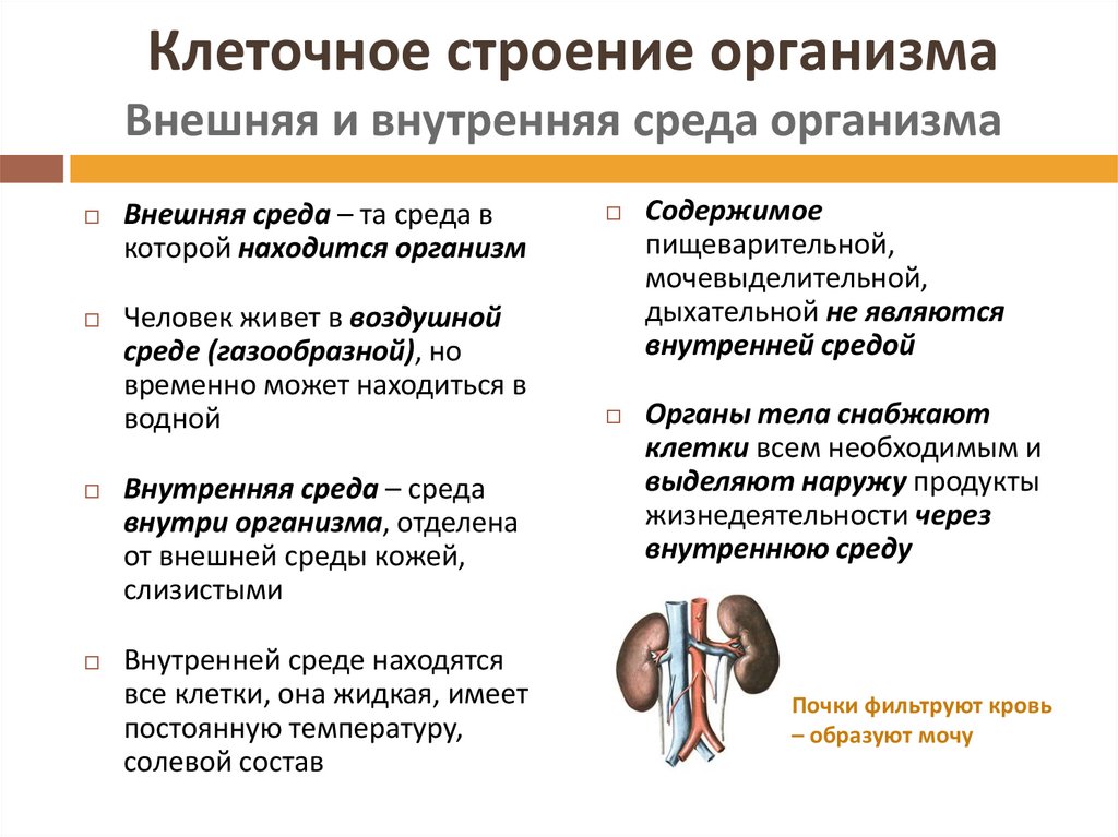 Строение женского организма картинки