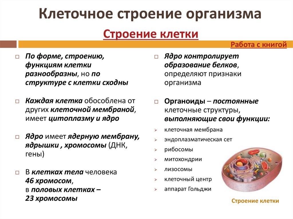 Функции клеточных элементов