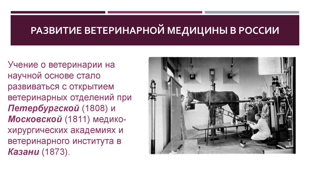 Развитие ветеринарной медицины в России