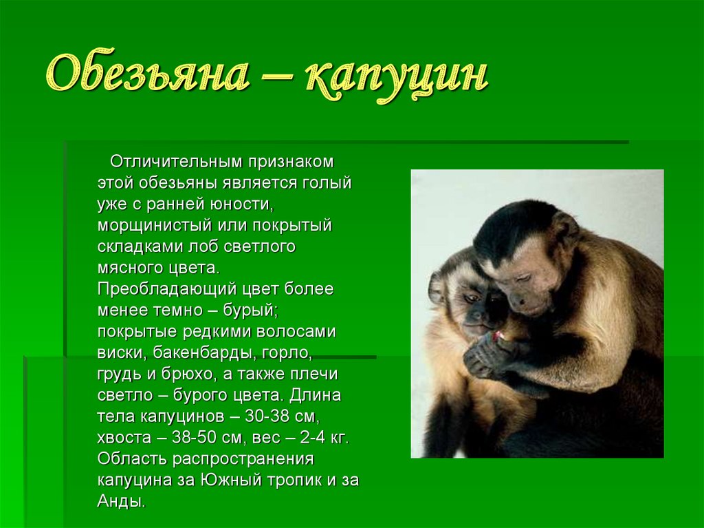Краткое содержание обезьянка 3 класс. Капуцин это примат. Информация про обезьян. Сообщение о обезьяне. Шимпанзе доклад.