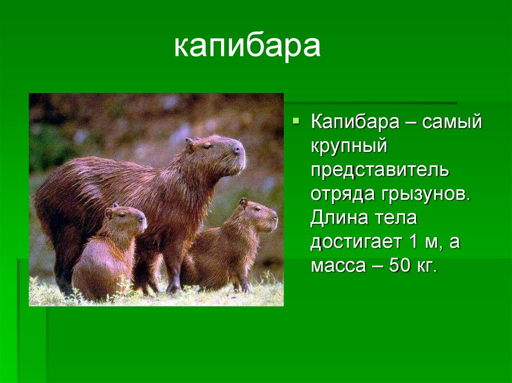 Животный мир южной америки 7 класс. Животный мир Южной Америки капибара. Животные Южной Америки презентация. Самый крупный представитель отряда грызунов. Южная Америка животные и растения.