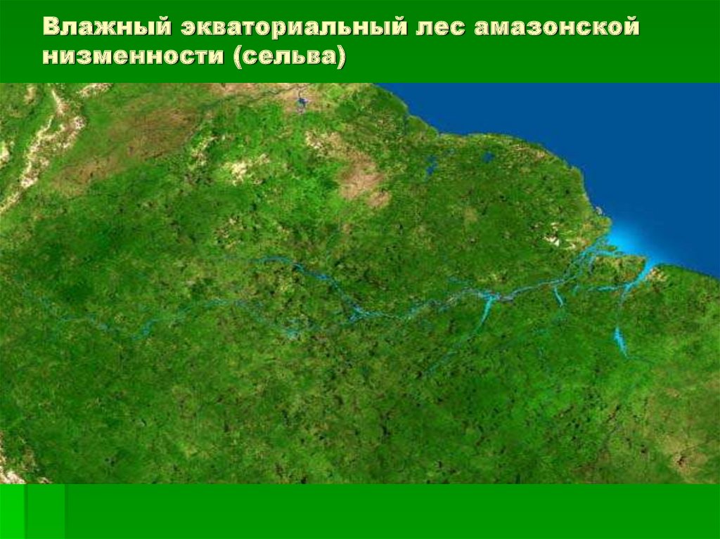 В каком направлении происходит понижение амазонской низменности. Амазонская низменность на карте. Зона влажных экваториальных лесов амазонской низменности.