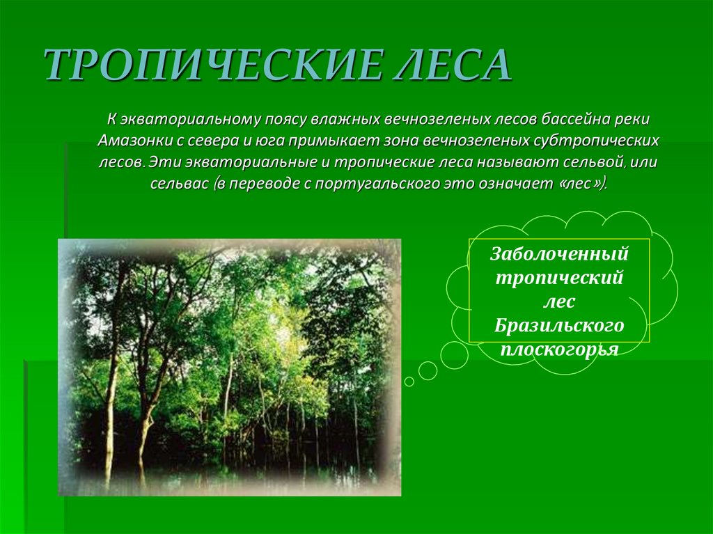 Характеристика тропического леса. Презентация тропических лесов. Растительный мир тропических лесов. Вечнозеленые тропические леса животные. Экваториальные и тропические леса климат.
