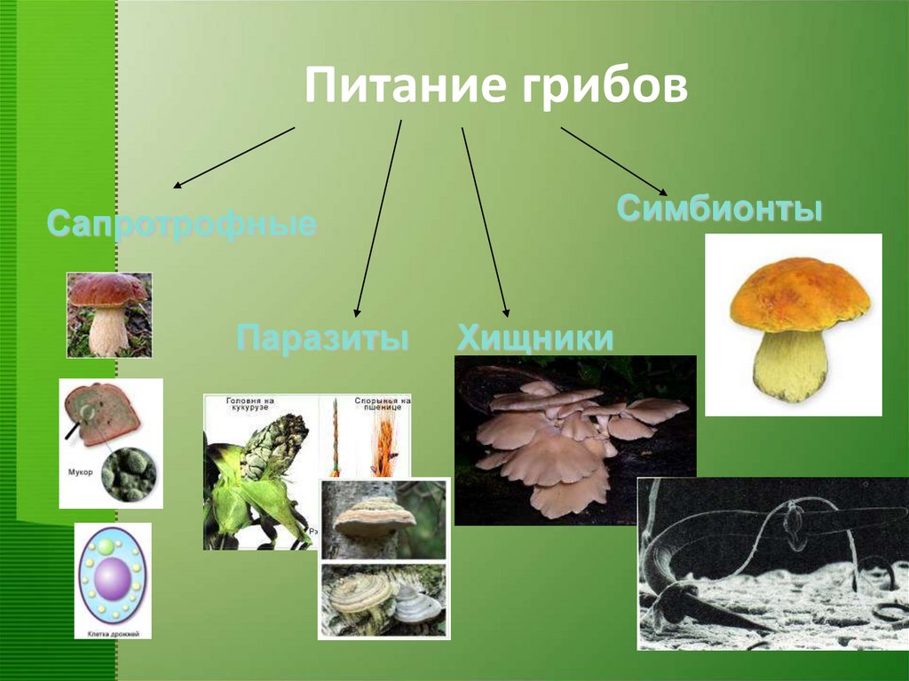 Царство грибы 7 класс биология презентация