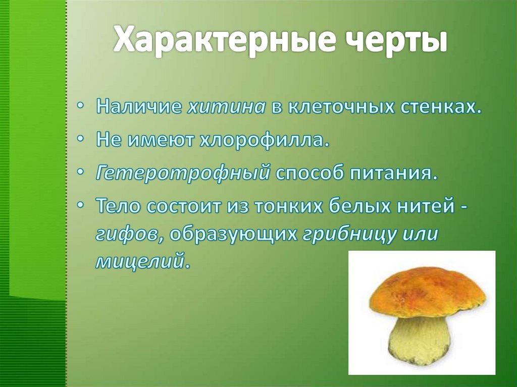 Класс биология грибы. Царство грибов строение 7 класс. Питание шляпочных грибов 7 класс биология. Отличительные черты царства грибы. Грибы 7 класс биология.