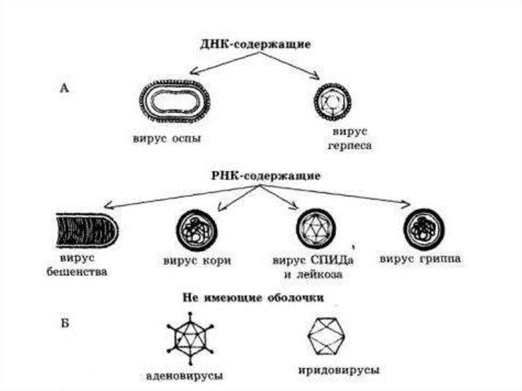 Какой вирус содержит рнк. Вирусы ДНК И РНК содержащие схема. Классификация вирусов ДНК И РНК содержащие вирусы. РНК содержащие вирусы схема. Вирусы ДНК И РНК содержащие таблица.