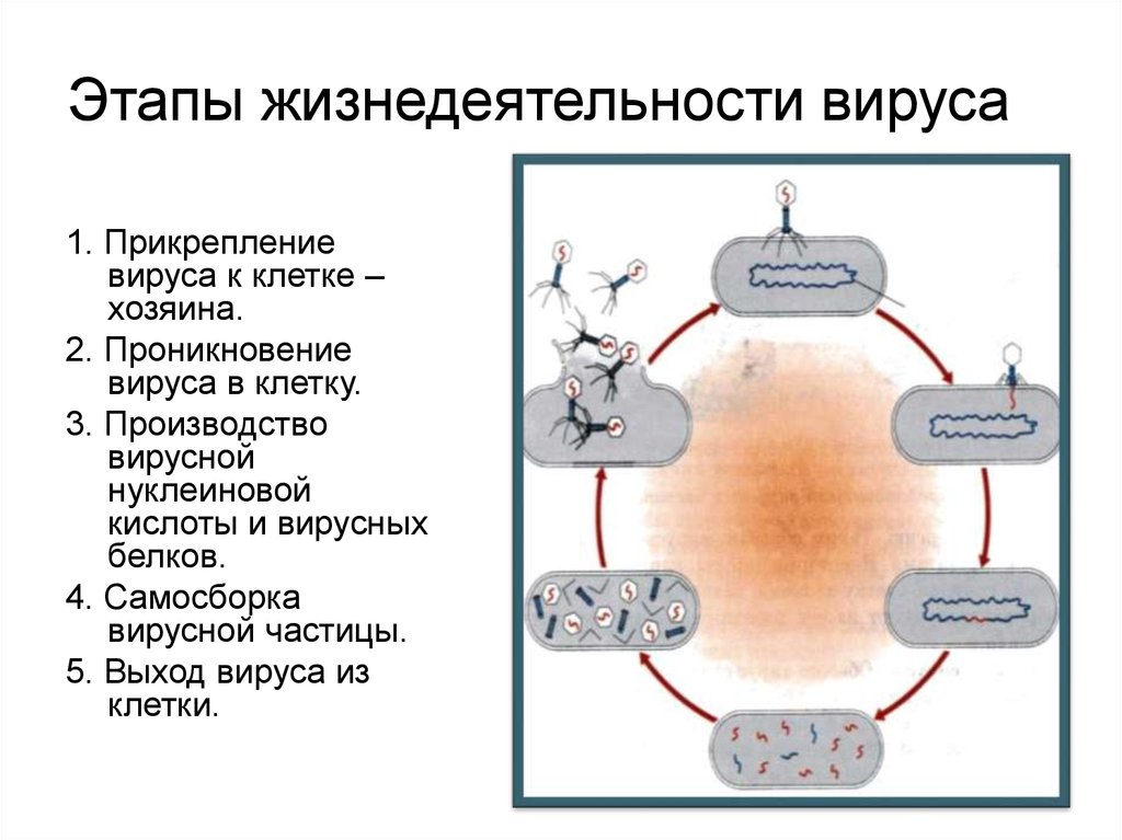 Особенности строения и жизнедеятельности вирусов 5 класс. Этапы жизнедеятельности вируса. Основные этапы жизнедеятельности вируса расставь этапы. Размножение вирусов схема. Цикл развития вируса.