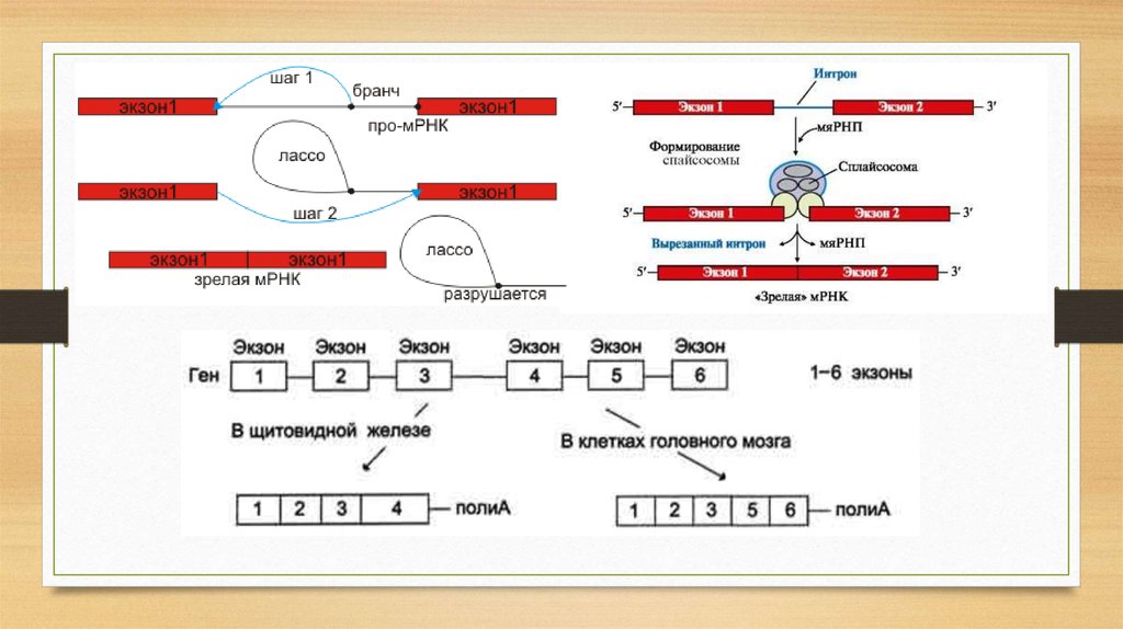 МРНК схема. Сплайсинг пре МРНК. Сплайсинг это в биологии. Созревание МРНК.